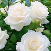 ヒメ日記 2025/06/22 14:13 投稿 岸本 昼顔妻 五反田店