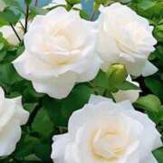 ヒメ日記 2025/06/22 14:33 投稿 岸本 昼顔妻 五反田店