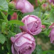 ヒメ日記 2025/07/03 23:57 投稿 岸本 昼顔妻 五反田店