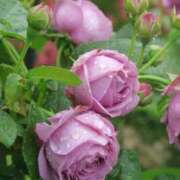 ヒメ日記 2025/07/04 00:16 投稿 岸本 昼顔妻 五反田店