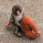 岸本 パンチくん 昼顔妻 五反田店