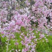 ヒメ日記 2025/04/08 20:21 投稿 さら 熟女ばかり