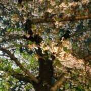 ヒメ日記 2025/04/15 09:16 投稿 さら 熟女ばかり