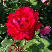 ヒメ日記 2025/05/01 09:20 投稿 さら 熟女ばかり