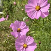 ヒメ日記 2025/09/11 09:34 投稿 さら 熟女ばかり