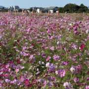 ヒメ日記 2025/10/23 19:21 投稿 さら 熟女ばかり