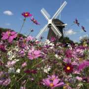 ヒメ日記 2025/11/04 18:17 投稿 さら 熟女ばかり