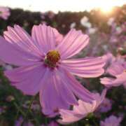 ヒメ日記 2025/11/15 09:23 投稿 さら 熟女ばかり