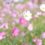 ヒメ日記 2025/11/16 22:27 投稿 さら 熟女ばかり