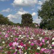 ヒメ日記 2025/11/19 19:22 投稿 さら 熟女ばかり