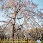 ヒメ日記 2026/04/04 09:04 投稿 さら 熟女ばかり