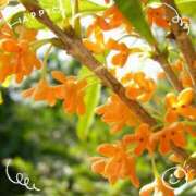 ヒメ日記 2025/10/21 16:40 投稿 えりの ふぞろいの人妻たち