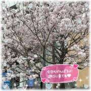 ヒメ日記 2026/03/25 16:40 投稿 えりの ふぞろいの人妻たち