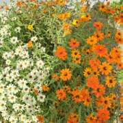 ヒメ日記 2025/02/02 11:47 投稿 しおん 熟女ばかり