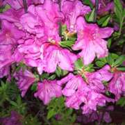 ヒメ日記 2025/02/12 08:32 投稿 しおん 熟女ばかり