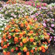 ヒメ日記 2025/03/19 09:32 投稿 しおん 熟女ばかり