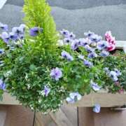 ヒメ日記 2025/03/26 10:41 投稿 しおん 熟女ばかり