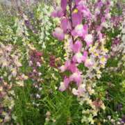 ヒメ日記 2025/04/05 08:49 投稿 しおん 熟女ばかり