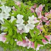 ヒメ日記 2025/04/26 07:12 投稿 しおん 熟女ばかり