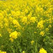 ヒメ日記 2025/04/27 11:02 投稿 しおん 熟女ばかり