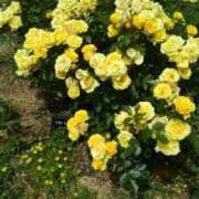 ヒメ日記 2025/06/01 10:07 投稿 しおん 熟女ばかり