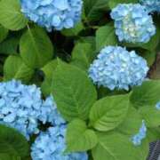 ヒメ日記 2025/06/14 08:33 投稿 しおん 熟女ばかり