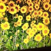 ヒメ日記 2025/08/09 08:38 投稿 しおん 熟女ばかり