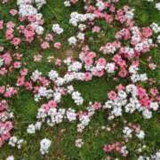 ヒメ日記 2025/09/27 08:15 投稿 しおん 熟女ばかり