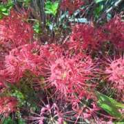 ヒメ日記 2025/10/08 09:32 投稿 しおん 熟女ばかり