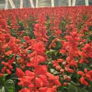 ヒメ日記 2025/10/11 11:49 投稿 しおん 熟女ばかり