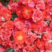 ヒメ日記 2025/12/30 09:30 投稿 しおん 熟女ばかり