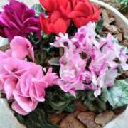 ヒメ日記 2026/01/04 10:21 投稿 しおん 熟女ばかり