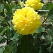 ヒメ日記 2026/01/24 08:37 投稿 しおん 熟女ばかり