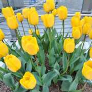 ヒメ日記 2026/01/28 10:12 投稿 しおん 熟女ばかり