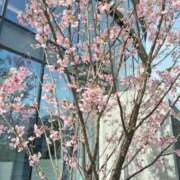 ヒメ日記 2026/03/14 08:25 投稿 しおん 熟女ばかり