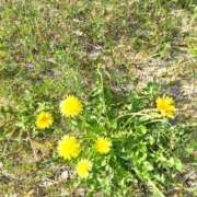 ヒメ日記 2026/03/28 08:21 投稿 しおん 熟女ばかり