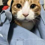 ヒメ日記 2025/01/26 11:29 投稿 チョコ MOMO(モモ)