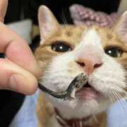 ヒメ日記 2025/06/08 22:21 投稿 チョコ MOMO(モモ)