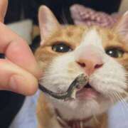 ヒメ日記 2025/06/15 14:53 投稿 チョコ MOMO(モモ)