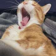 ヒメ日記 2025/07/19 00:07 投稿 チョコ MOMO(モモ)