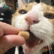 ヒメ日記 2025/11/13 12:23 投稿 チョコ MOMO(モモ)