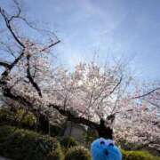 ヒメ日記 2026/04/06 11:19 投稿 チョコ MOMO(モモ)