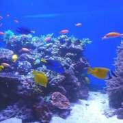 ヒメ日記 2025/09/29 04:15 投稿 なな バニラシュガー古河店