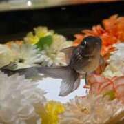 ヒメ日記 2026/05/17 04:15 投稿 なな バニラシュガー古河店