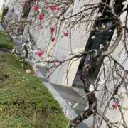 ヒメ日記 2025/03/25 19:17 投稿 マツバラ 東京★出張マッサージ委員会Z