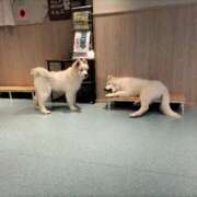 ヒメ日記 2025/05/04 20:29 投稿 まさみ 秘書室（すすきの）