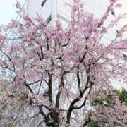 ヒメ日記 2025/04/12 11:33 投稿 紀香（のりか） 不夜城