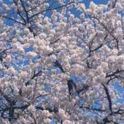 ヒメ日記 2026/04/09 16:09 投稿 るりか 不夜城