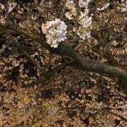 ヒメ日記 2026/04/16 11:20 投稿 るりか 不夜城