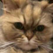 ヒメ日記 2025/06/04 20:15 投稿 さくらこ 逢って30秒で即尺